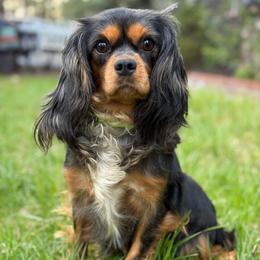 Dutches - Cavalier King Charles Spaniel