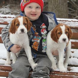 Clumber Spaniel and Irish Red and White Setter Puppies from NyaStar & Chequamegon
