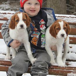 Clumber Spaniel and Irish Red and White Setter Puppies from NyaStar & Chequamegon