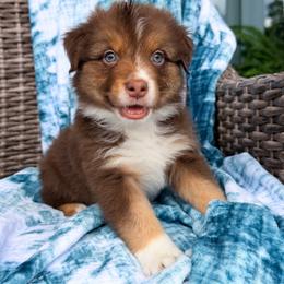 Rusty - Red tri-color male Australian Shepherd puppy in Oxford, Florida from SoCo Aussies