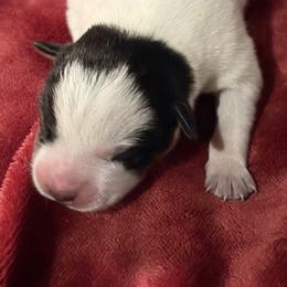 KM3 - Blue mottled male Australian Cattle Dog puppy in Libby, Montana from RnB Cattle Dogs LLC