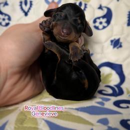 Genevieve - Black and tan female Dachshund puppy in Wooldridge, Missouri from Royal Bloodline Canines