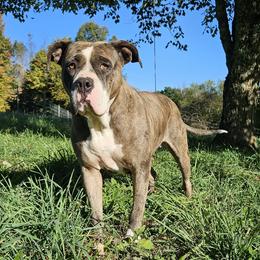 Alapaha Blue Blood Bulldog puppies from F. F. Fox’SFarm of ALAPAHA BLUE BLOOD BULLDOGS