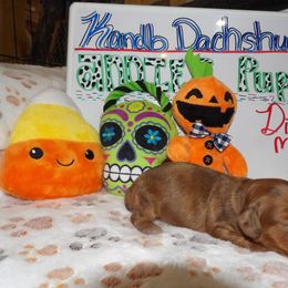 Girl 2 - Dachshund puppy in Wappapello, Missouri from Kandb Dachshunds