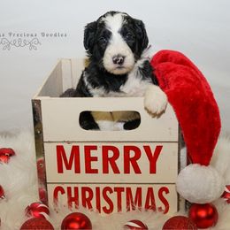 Sheepadoodle Puppies from The Farms Precious Doodles