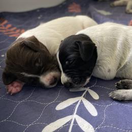 German Shorthaired Pointer Puppies from Thunder Mountain Gun Dogs