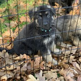 SVV'S HASE TITUS - German Shepherd puppy in Little Rock, Arkansas from Strahl Von Valor Shepherds
