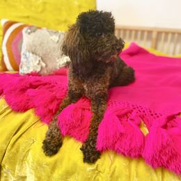Remi  - Poodle