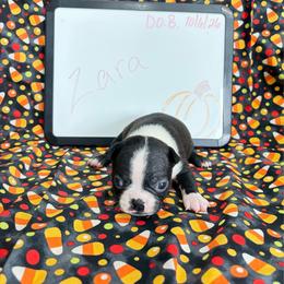 Zara - Black and white female Boston Terrier puppy in Fillmore, Illinois from Wind Hill Puppies
