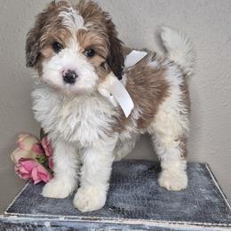 Ace - Parti male Springerdoodle puppy in Fargo, North Dakota from Dakota SpringerDoodles
