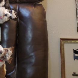 Miniature Schnauzers from Miss M's Mini Schnauzers