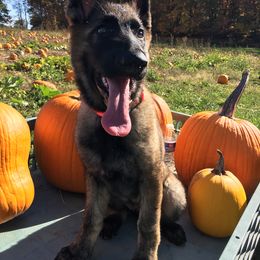 German Shepherd Puppies from Bmeerhuis German Shepherds