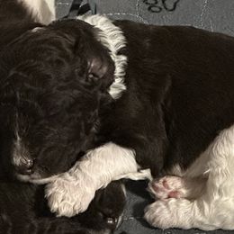 Goldendoodles and Poodles from Stelladoodles & Company