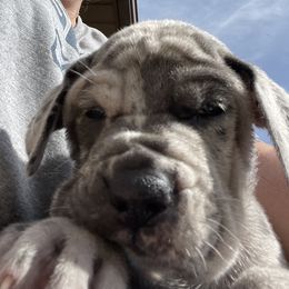 Great Dane Puppies from Darice Ruddell