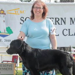 Labrador Retrievers from Hossrun Labradors