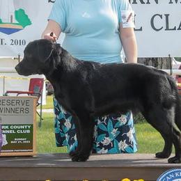 Labrador Retrievers from Hossrun Labradors