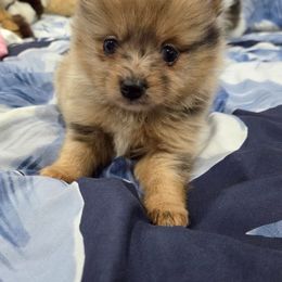 Girl 2 - Cream sable parti female Pomeranian puppy in Sedro Woolley, Washington from Absher Ranch