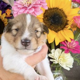 Collies from Abundant Life Family Farm