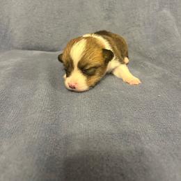 Bubbles Tail intact - Red female Pembroke Welsh Corgi puppy in Maupin, Oregon from Bailey Nannini
