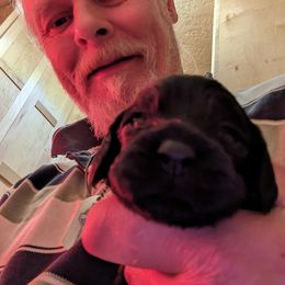 Cocker Spaniel Puppies from Pups in the vine cockers