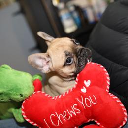 French Bulldog Puppies from Camp Fine Frenchies