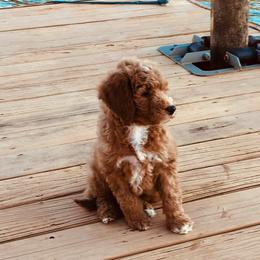 Goldendoodle Puppies from Saluda Ridge Goldendoodles