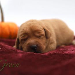Male - Yellow male Labrador Retriever puppy in Sherrard, Illinois from Gochee Labs