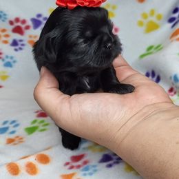 Shih Tzus from Guinn Land Shih Tzus