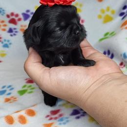 Shih Tzus from Guinn Land Shih Tzus