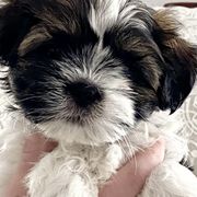 Shichons from Judi’s Shichons