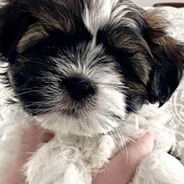 Shichons from Judi’s Shichons