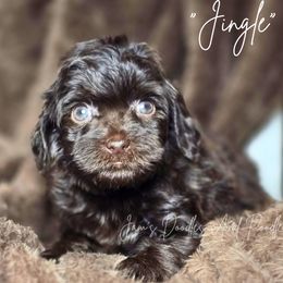 Jingle - Brown female Cockapoo puppy in Cleveland, Georgia from Jam's Doodles And Poodles