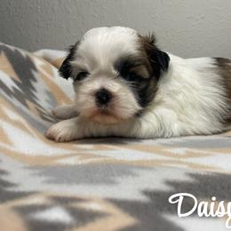 Daisy - Black gold and white female Shih Tzu puppy in Houston, Texas from Pup Paw-lace