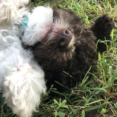 Spanish Water Dog Puppies from Highview Spanish Water Dogs, LLC