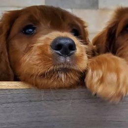 Goldendoodle Puppies from Rustic Road Doodles