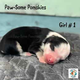 Girl 1 - Black and white female Pomsky puppy in Krum, Texas from Paw-Some Pomskies