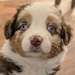 Girl 5 - Red merle Miniature Australian Shepherd puppy in Quitman, Arkansas from Horseshoes and Aussies