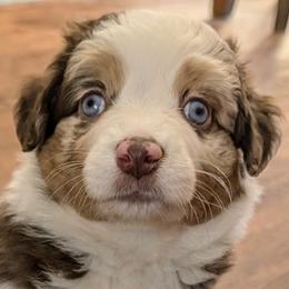Girl 5 - Red merle Miniature Australian Shepherd puppy in Quitman, Arkansas from Horseshoes and Aussies