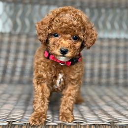 Timon - Red  male Poodle puppy in Belleville, New Jersey from TK Poodles