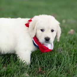 Addie - Light golden female Golden Retriever puppy in Morris, Minnesota from Midwest English Cream Goldens