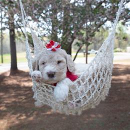 Esme red collar - Cream female Goldendoodle puppy in Lexington, North Carolina from Deborah’s Doodles