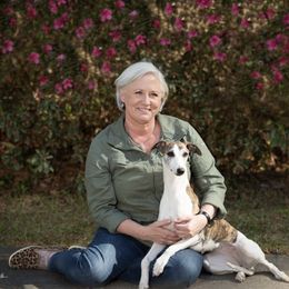 Whippet All Grown Up from Copestone Whippets