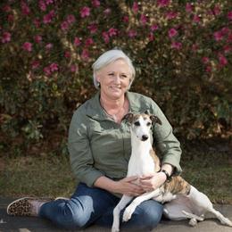Whippet All Grown Up from Copestone Whippets