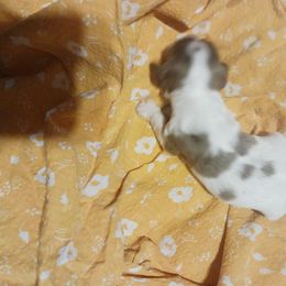 Girl 1 - Cocker Spaniel puppy in Rolla, Missouri from Wethys Cocker Spaniels