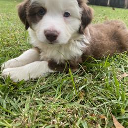 Miniature Australian Shepherd Puppies from Duncan’s Miniature Australian Shepherds