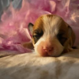 Morgan - Red female Pembroke Welsh Corgi puppy in Inola, Oklahoma from Pine Lane Pembrokes