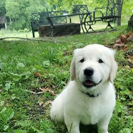 Golden Retriever Puppies from Autumn Lane Goldens