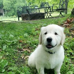 Golden Retriever Puppies from Autumn Lane Goldens