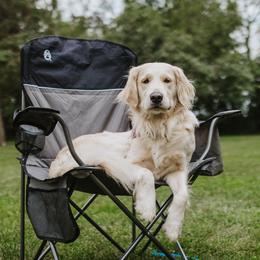 Willow - Golden Retriever