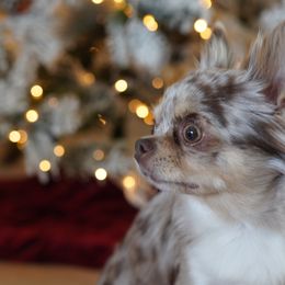 Didi - Chihuahua